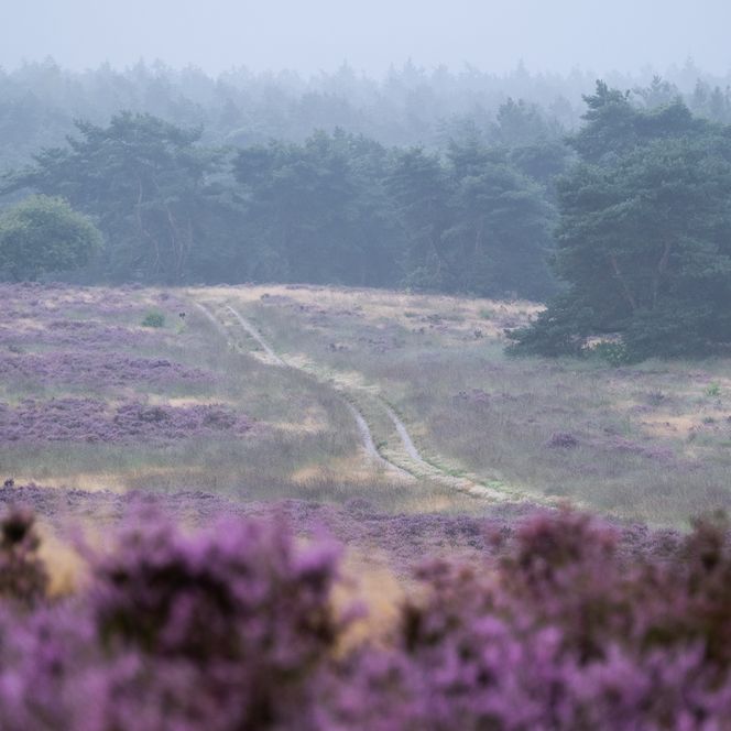 Itterbecker Heide