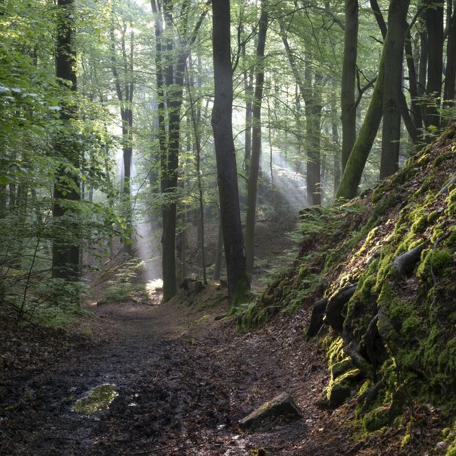 Wald an den Bentheimer Klippen