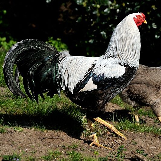Ei schwarz weißer Hahn, ein sogenannter Kraienkop