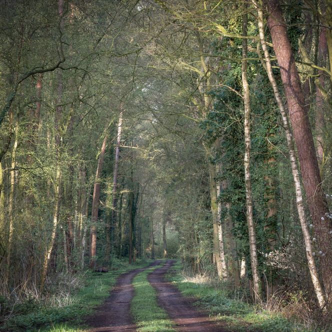 Wald am Tiefen Reitgaar