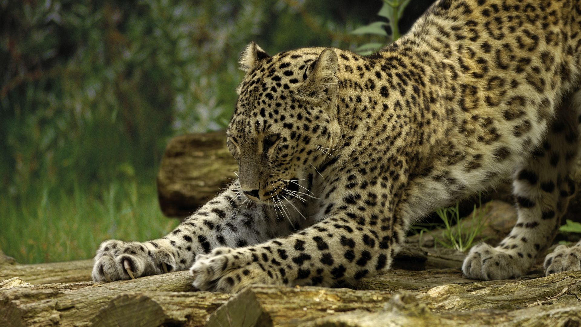 Ein Leopard streckt sich